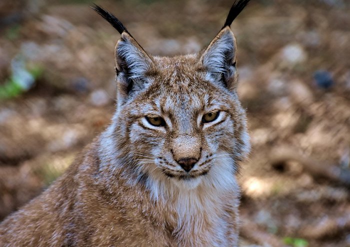 Lynx Big Cat Wild Animal Wildcat Carnivores 